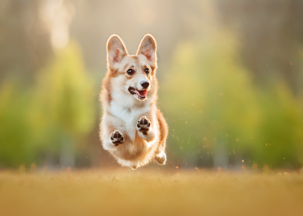 #11. Pembroke Welsh corgi